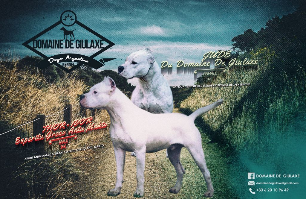 chiot Dogo Argentino du domaine de Giulaxe
