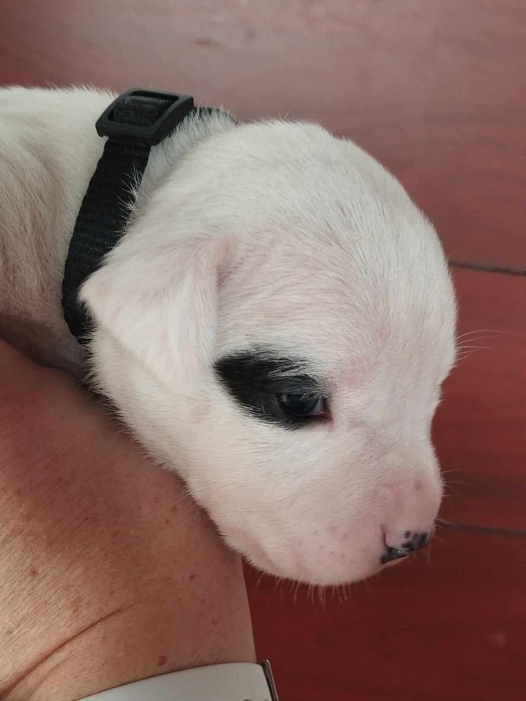 du domaine de Giulaxe - Chiot disponible  - Dogo Argentino