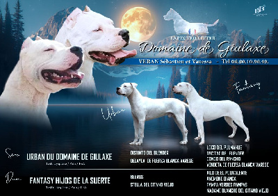 du domaine de Giulaxe - Dogo Argentino - Portée née le 09/11/2024