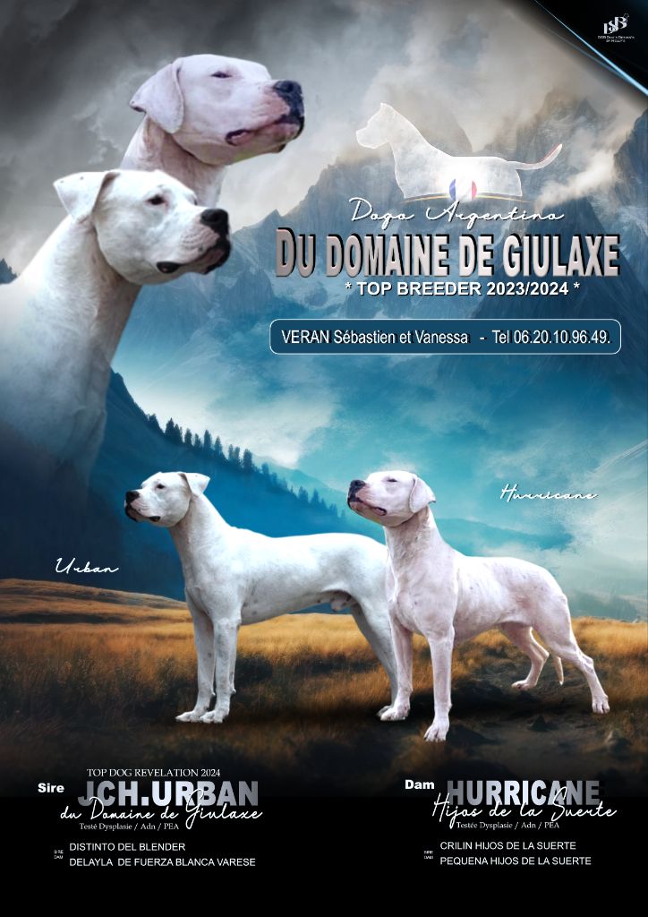 du domaine de Giulaxe - Chiot disponible  - Dogo Argentino