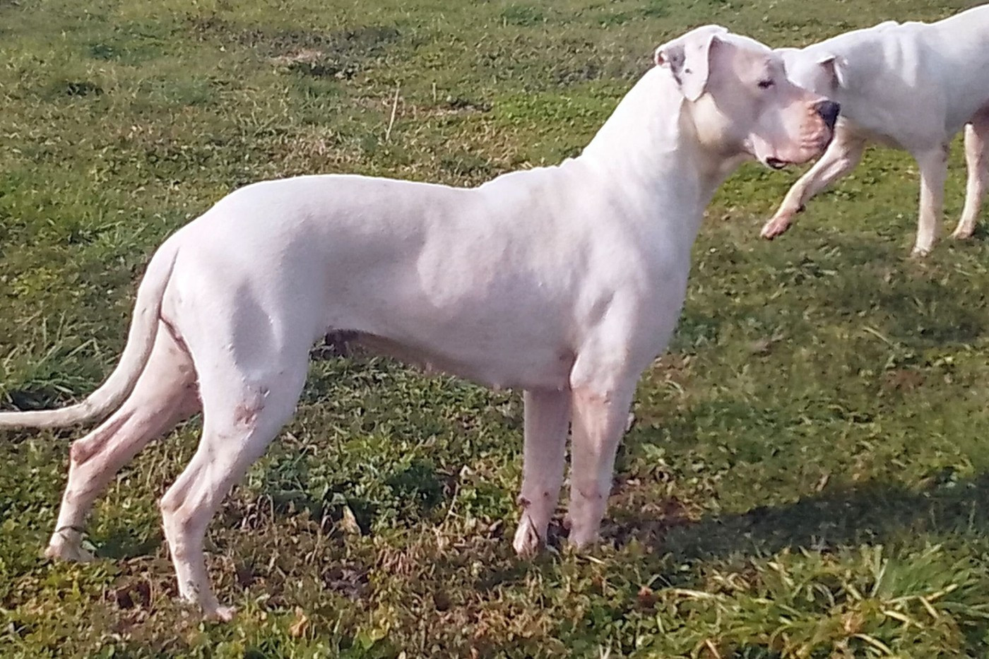 Noxa del kasteldogos