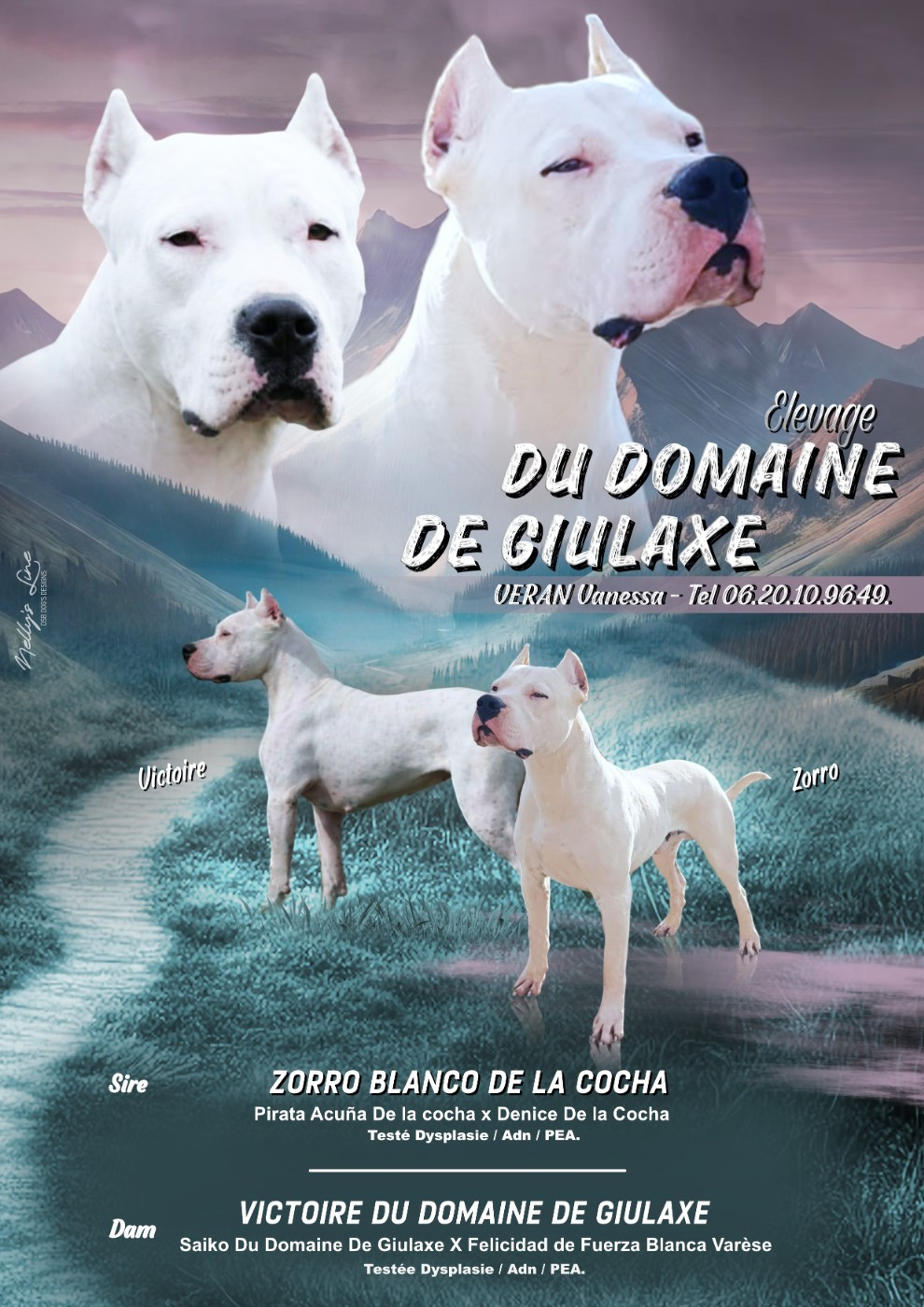 Chiot Dogo Argentino du domaine de Giulaxe
