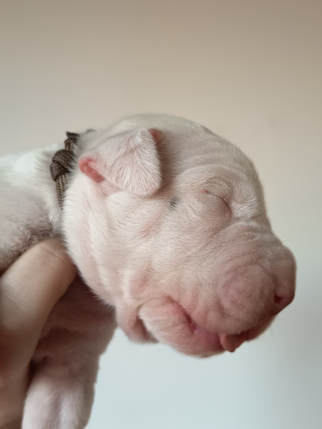 du domaine de Giulaxe - Chiots disponibles - Dogo Argentino