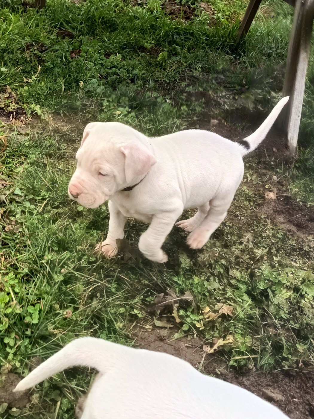 du domaine de Giulaxe - Chiots disponibles - Dogo Argentino