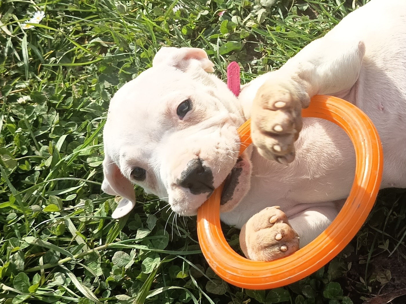 du domaine de Giulaxe - Chiots disponibles - Dogo Argentino