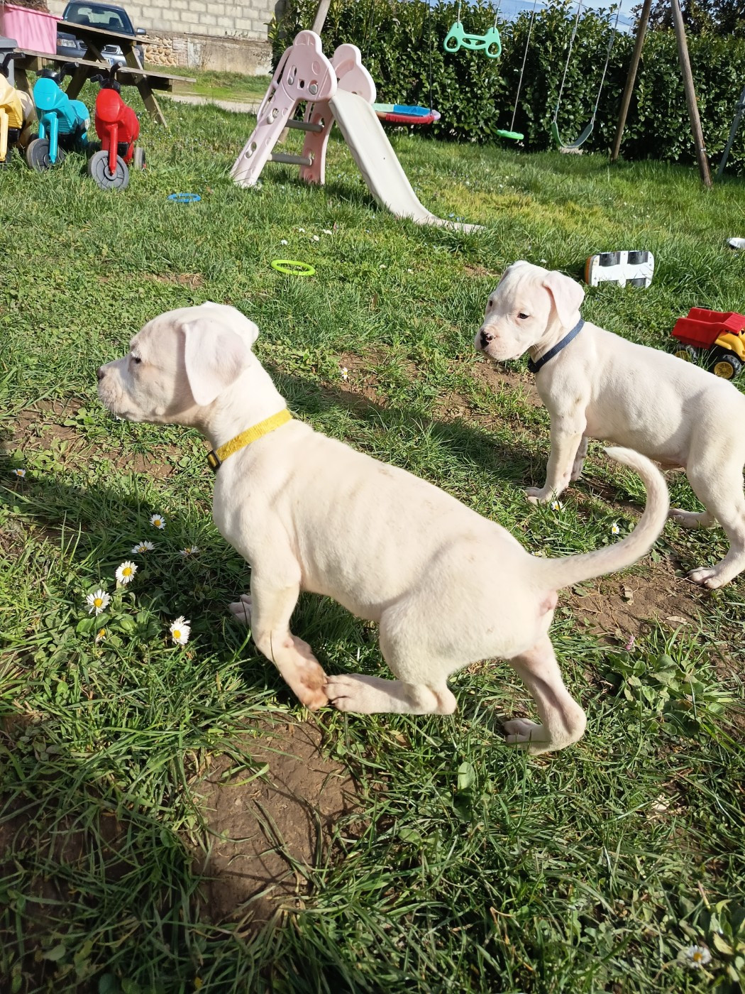 du domaine de Giulaxe - Chiots disponibles - Dogo Argentino