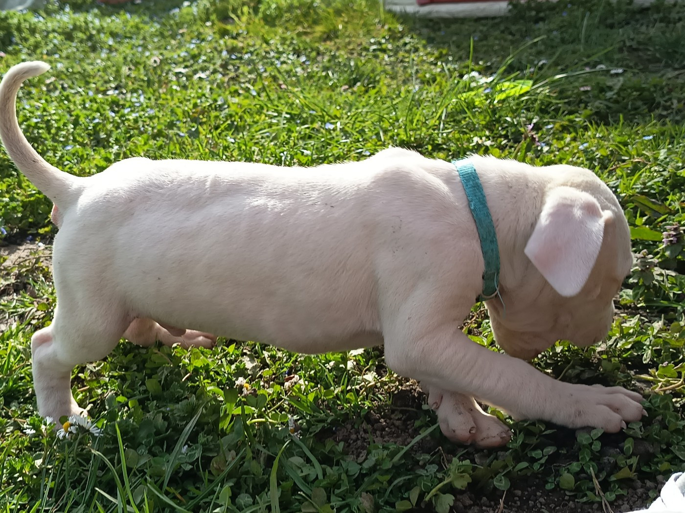du domaine de Giulaxe - Chiots disponibles - Dogo Argentino