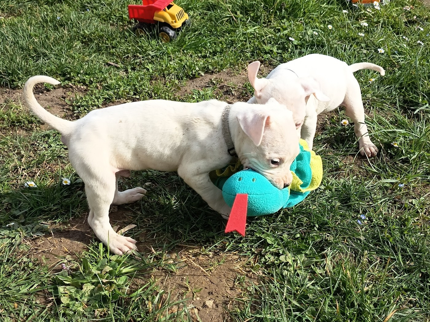 du domaine de Giulaxe - Chiots disponibles - Dogo Argentino