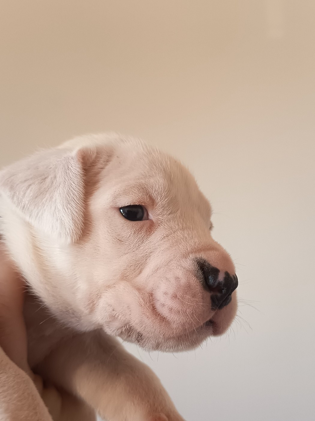 du domaine de Giulaxe - Chiots disponibles - Dogo Argentino