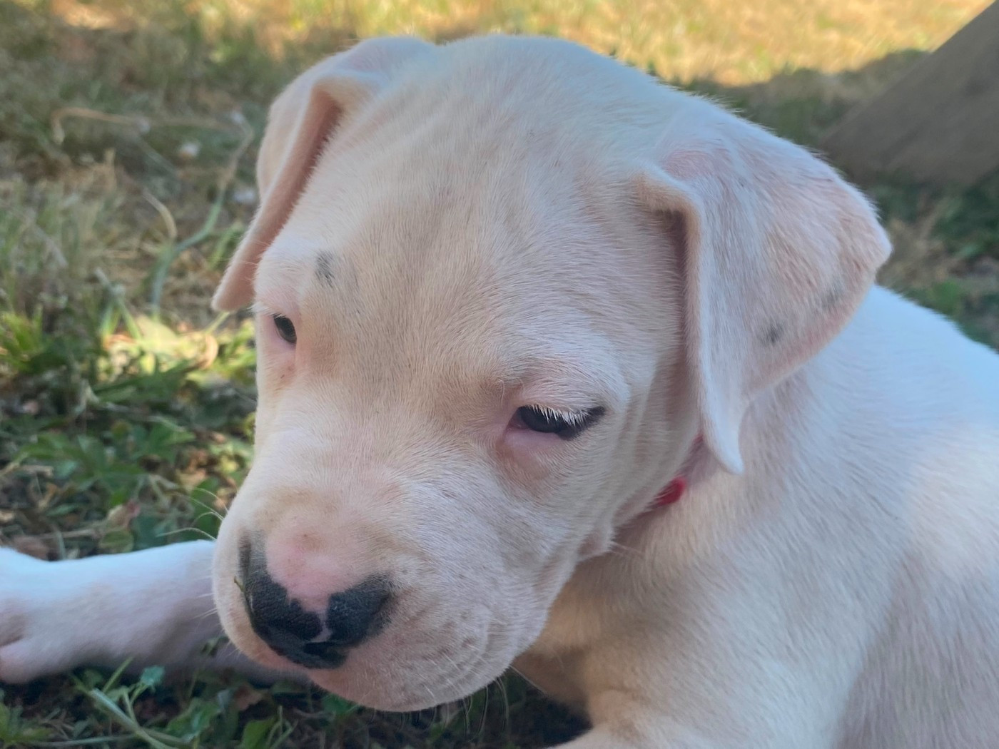 du domaine de Giulaxe - Dogo Argentino - Portée née le 20/05/2026