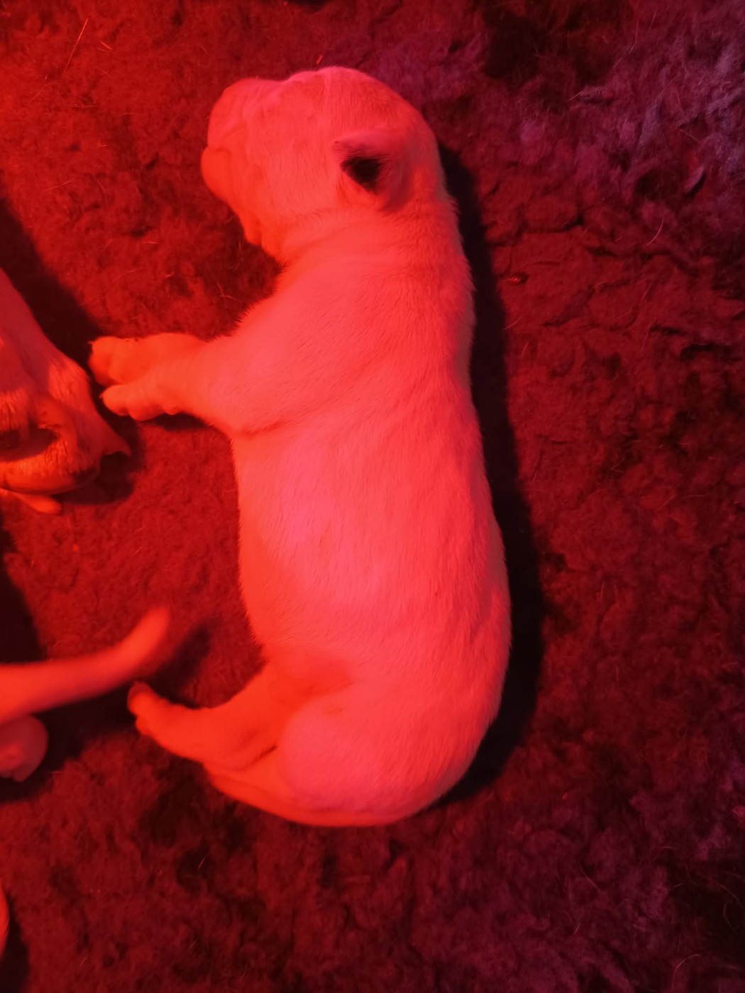 du domaine de Giulaxe - Chiots disponibles - Dogo Argentino