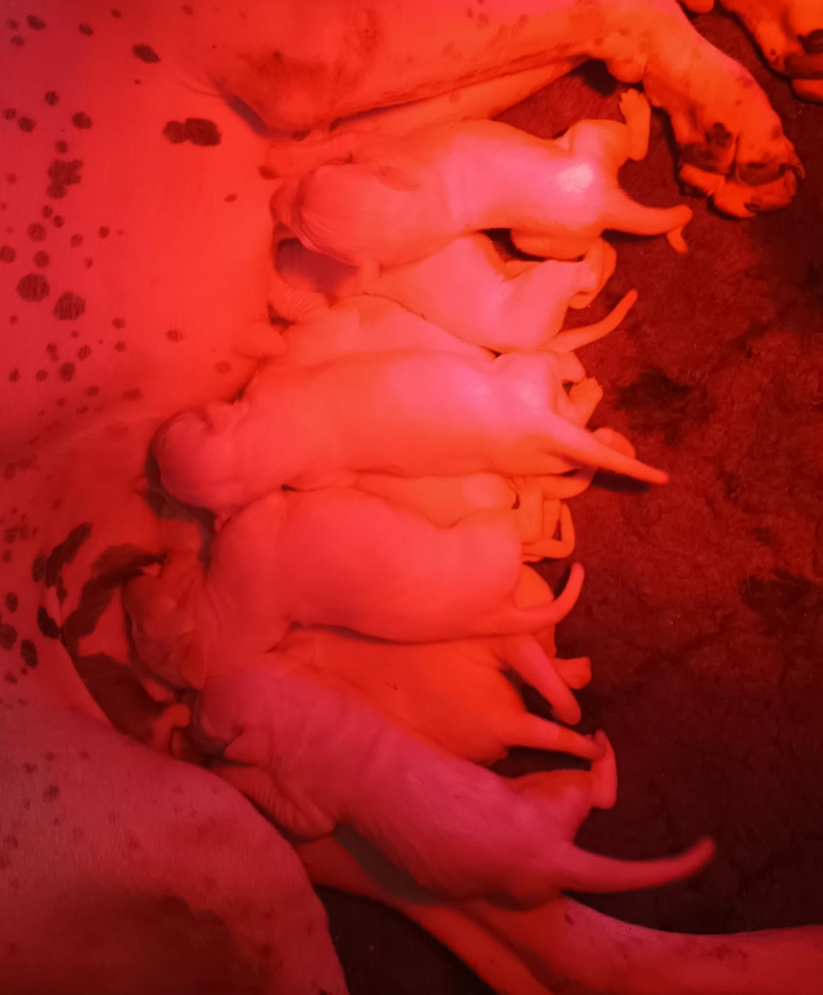 du domaine de Giulaxe - Chiots disponibles - Dogo Argentino