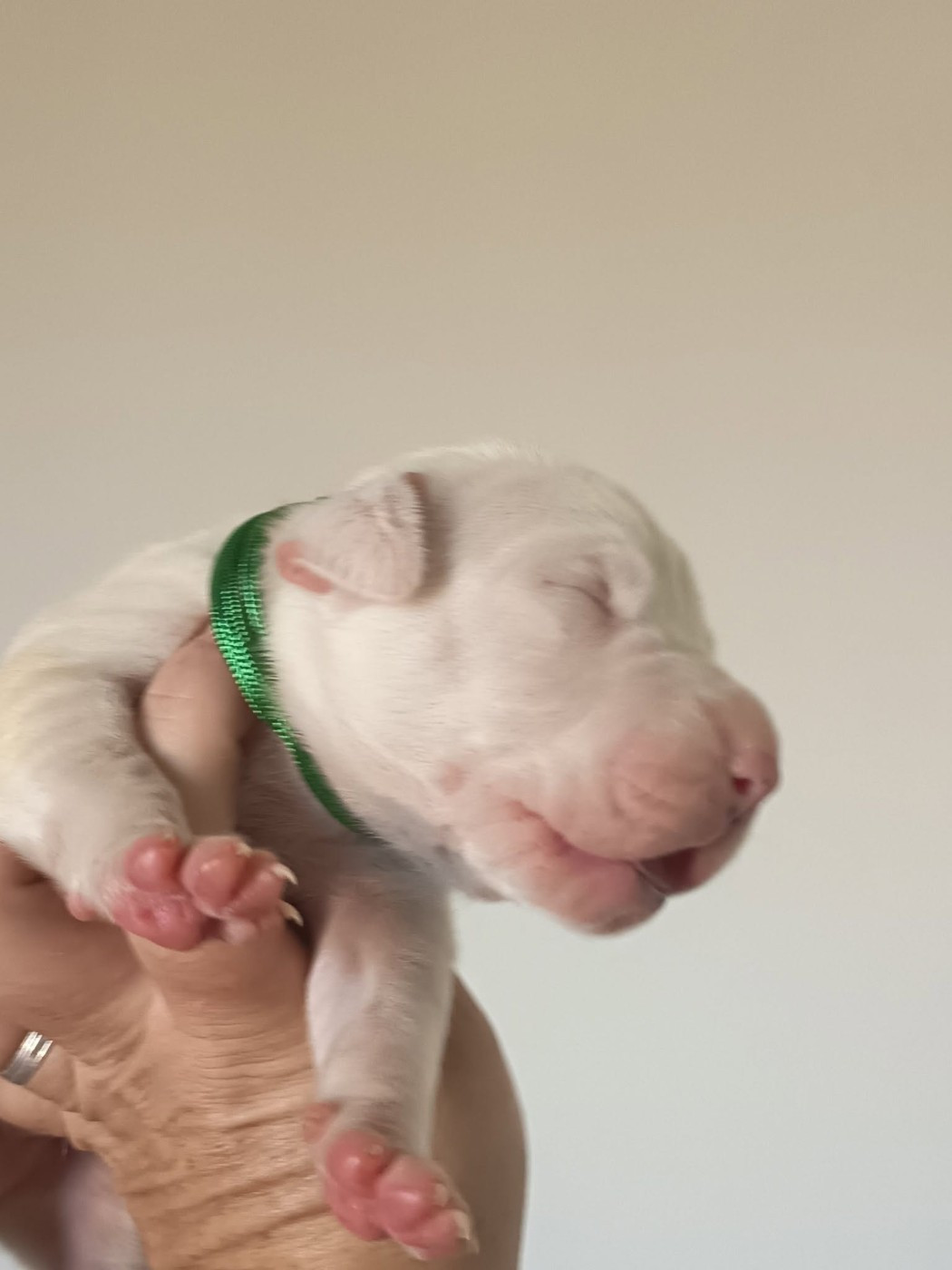 du domaine de Giulaxe - Chiots disponibles - Dogo Argentino