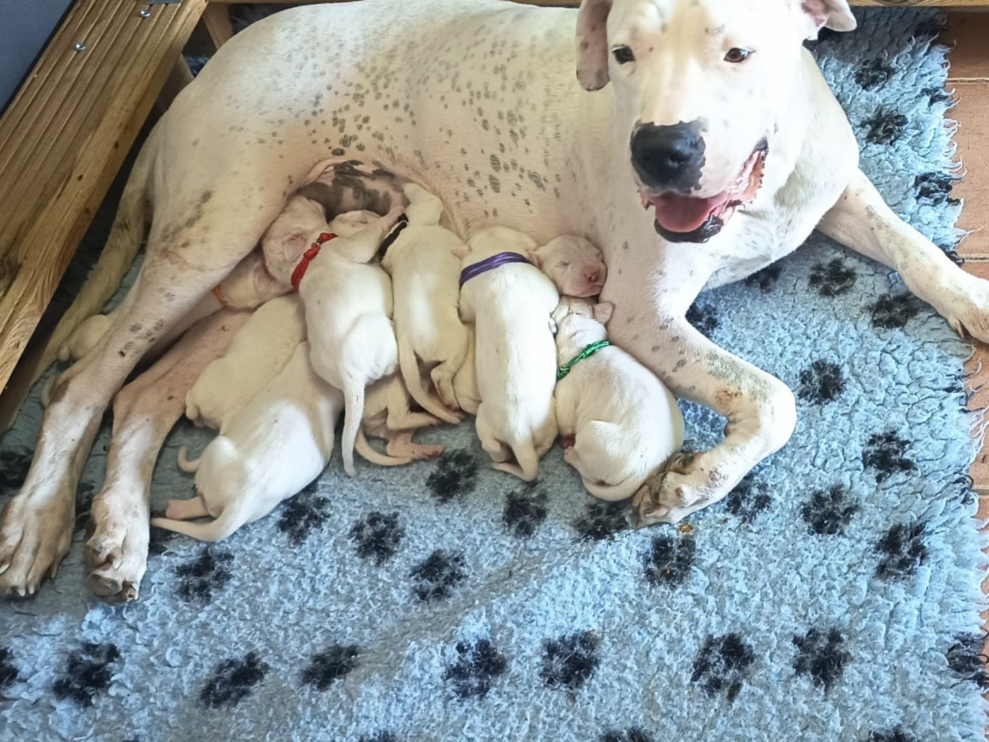 du domaine de Giulaxe - Chiots disponibles - Dogo Argentino