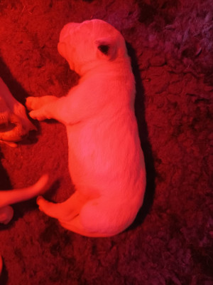 CHIOT 8